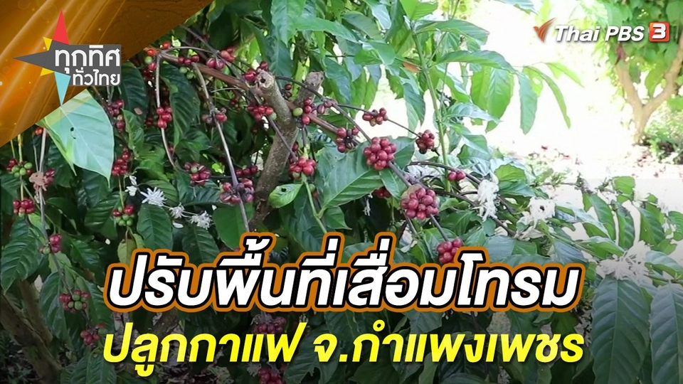 ปรับพื้นที่เสื่อมโทรมปลูกกาแฟ จ.กำแพงเพชร