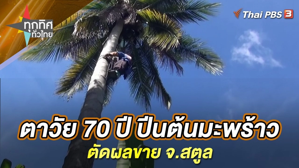 ตาวัย 70 ปี ปีนต้นมะพร้าวตัดผลขาย จ.สตูล