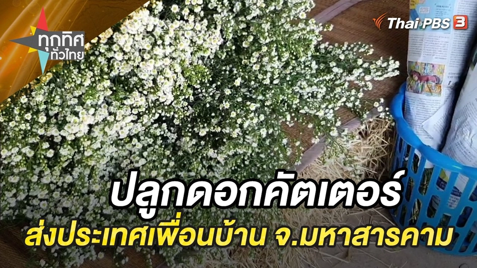 ปลูกดอกคัตเตอร์ส่งประเทศเพื่อนบ้าน จ.มหาสารคาม