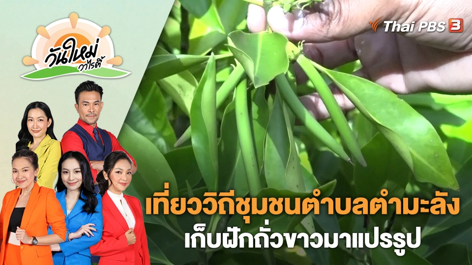 เที่ยววิถีชุมชนตำบลตำมะลัง เก็บฝักถั่วขาวมาแปรรูปเป็นอาหารพื้นถิ่น | วันใหม่วาไรตี้ | 21 ก.พ. 66