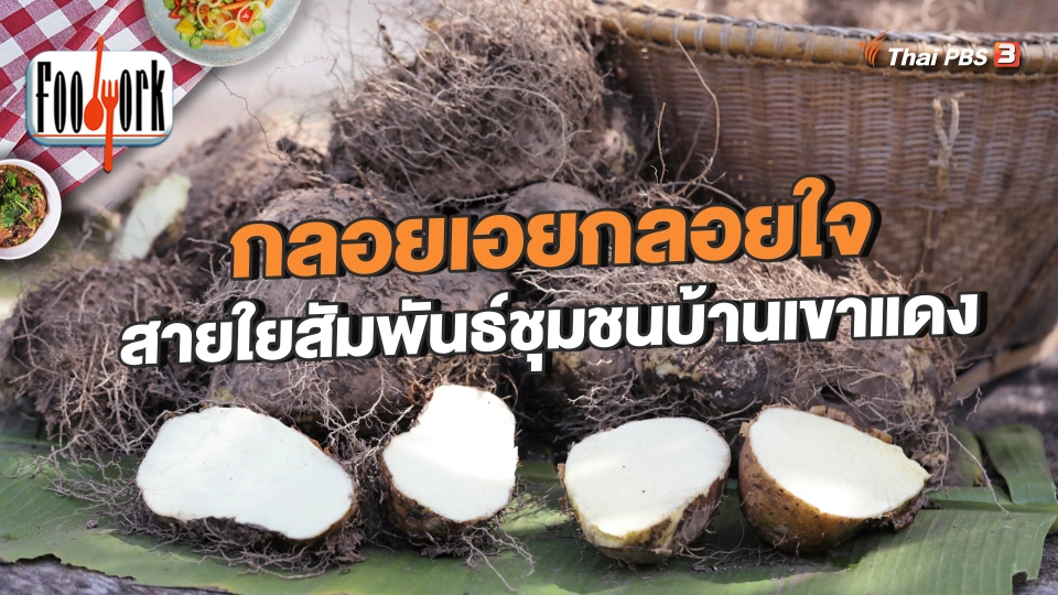 กลอยเอยกลอยใจ สายใยสัมพันธ์ชุมชนบ้านเขาแดง