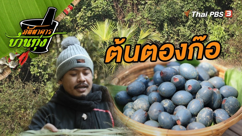 ต้นตองก๊อ