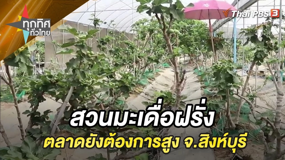 สวนมะเดื่อฝรั่งตลาดยังต้องการสูง จ.สิงห์บุรี