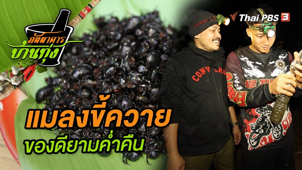 แมลงขี้ควาย