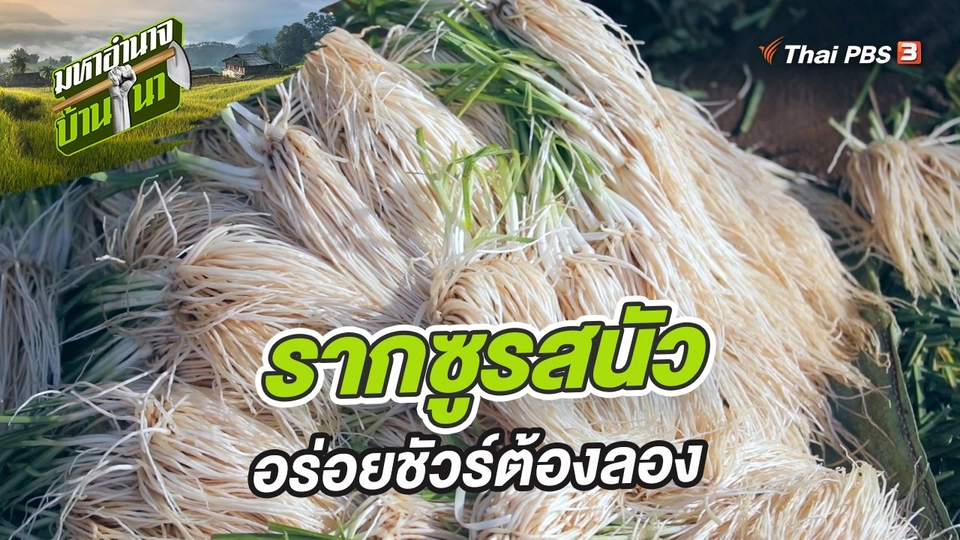 รากซูรสนัว อร่อยชัวร์ต้องลอง