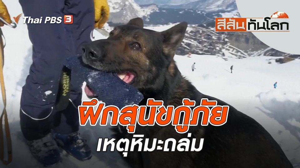 ฝึกสุนัขกู้ภัยเหตุหิมะถล่ม | สีสันทันโลก | 26 มี.ค. 66