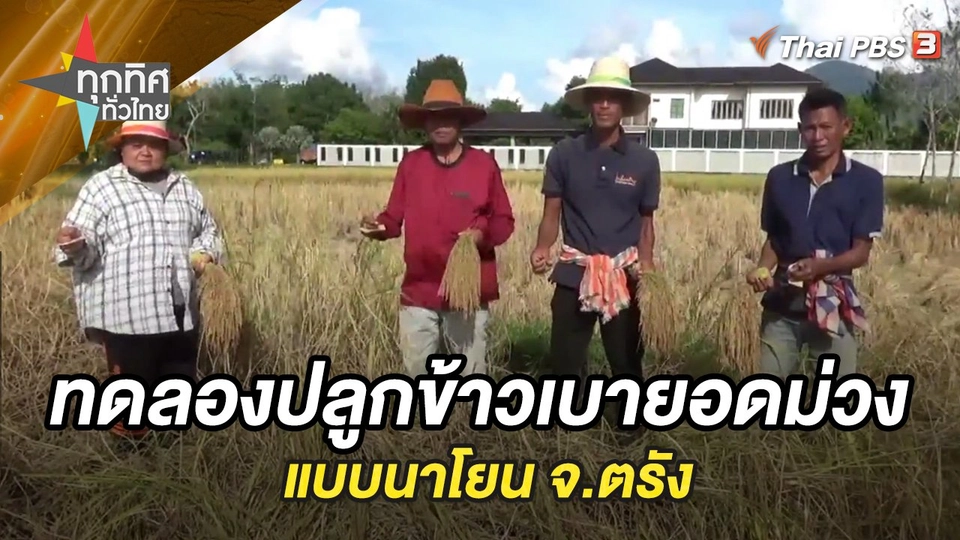 ทดลองปลูกข้าวเบายอดม่วงแบบนาโยน จ.ตรัง