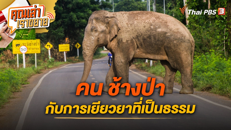 คน ช้างป่า กับการเยียวยาที่เป็นธรรม