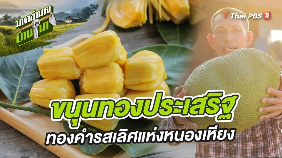 ขนุนทองประเสริฐ ทองคำรสเลิศแห่งหนองเหียง