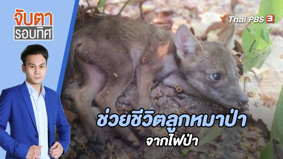 ช่วยชีวิตลูกหมาป่าจากไฟป่า | 7 เม.ย. 66