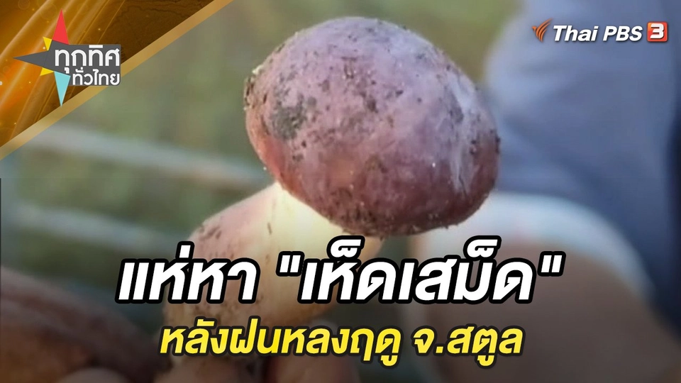 แห่หา "เห็ดเสม็ด" หลังฝนหลงฤดู จ.สตูล