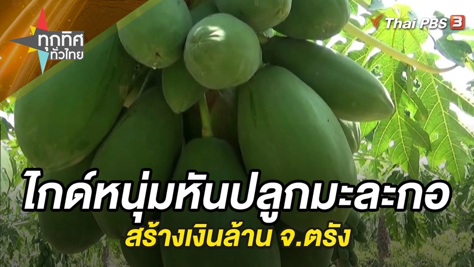 ไกด์หนุ่มหันปลูกมะละกอสร้างเงินล้าน จ.ตรัง