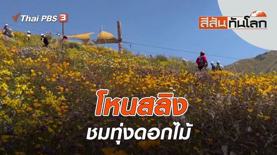 โหนสลิงชมทุ่งดอกไม้ | สีสันทันโลก | 3 เม.ย. 66