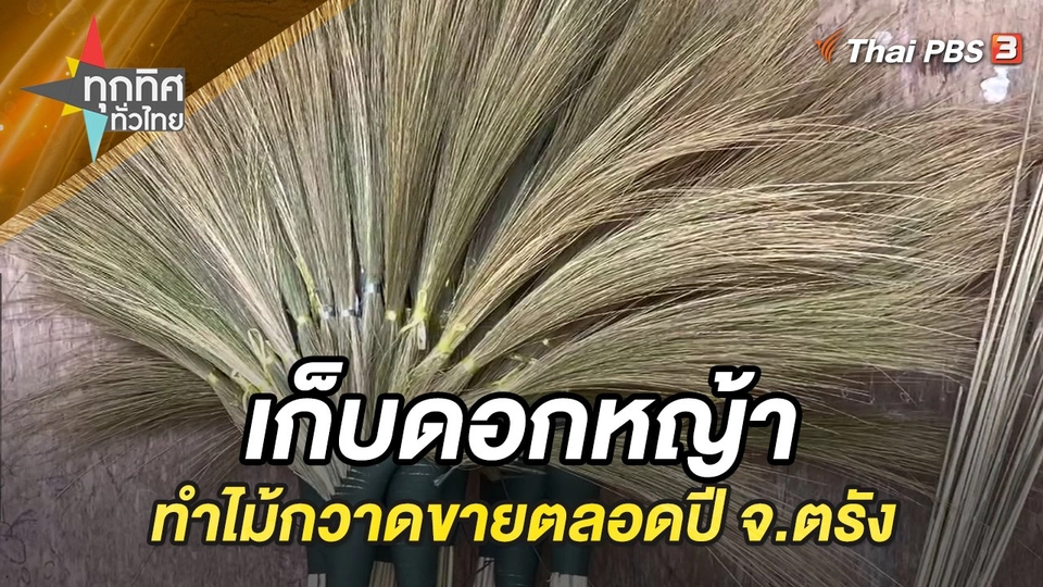 เก็บดอกหญ้าทำไม้กวาดขายตลอดปี จ.ตรัง