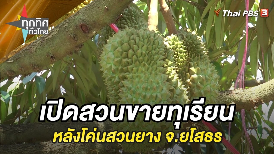 เปิดสวนขายทุเรียนหลังโค่นสวนยาง จ.ยโสธร