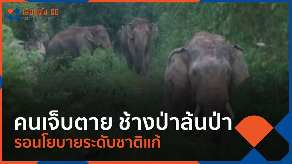 คนเจ็บตาย ช้างป่าล้นป่า รอนโยบายระดับชาติแก้