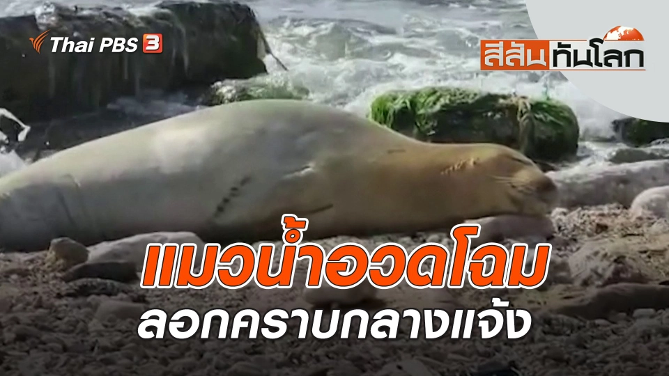 แมวน้ำอวดโฉมลอกคราบกลางแจ้ง | สีสันทันโลก | 21 พ.ค. 66