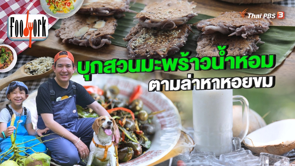 บุกสวนมะพร้าวน้ำหอม ตามล่าหาหอยขม