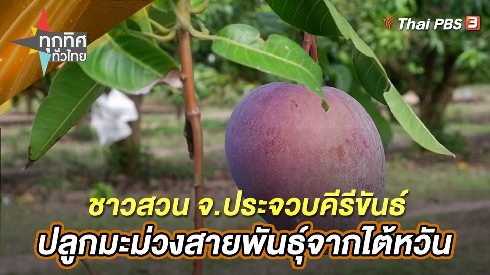 ชาวสวน จ.ประจวบคีรีขันธ์ ปลูกมะม่วงสายพันธุ์จากไต้หวัน