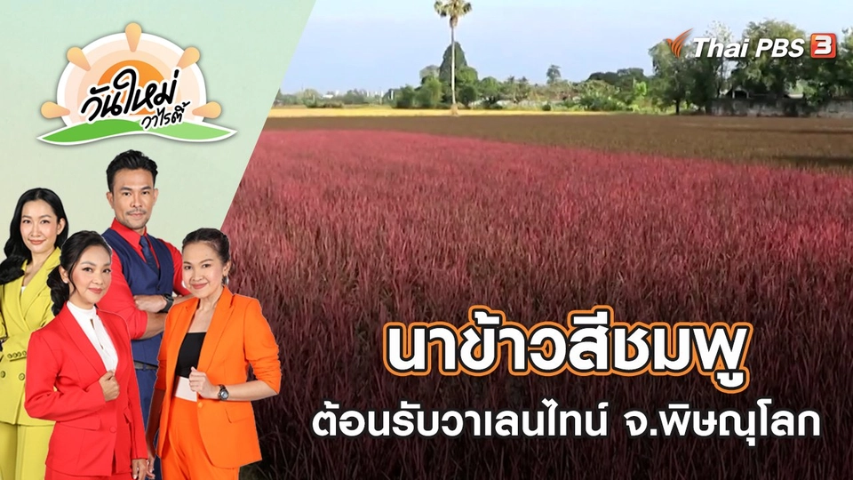 นาข้าวสีชมพู ต้อนรับวาเลนไทน์ จ.พิษณุโลก | วันใหม่วาไรตี้ | 6 ม.ค. 66