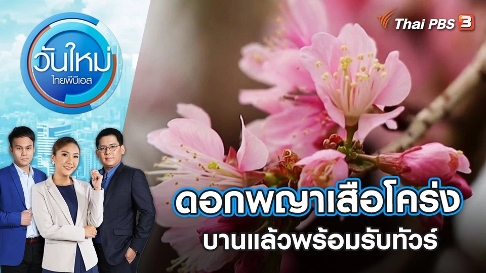 ดอกพญาเสือโคร่งบานแล้วพร้อมรับทัวร์ | วันใหม่ ไทยพีบีเอส | 11 ม.ค. 66