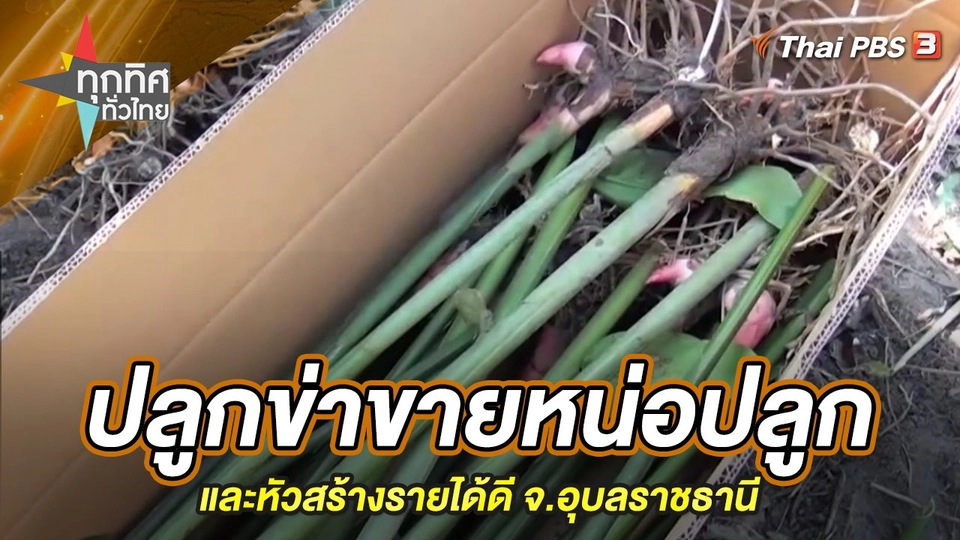 ปลูกข่าขายหน่อปลูกและหัวสร้างรายได้ดี จ.อุบลราชธานี