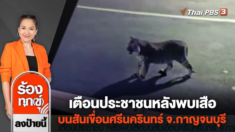 ​เตือนประชาชนหลังพบเสือบนสันเขื่อนศรีนครินทร์ จ.กาญจนบุรี