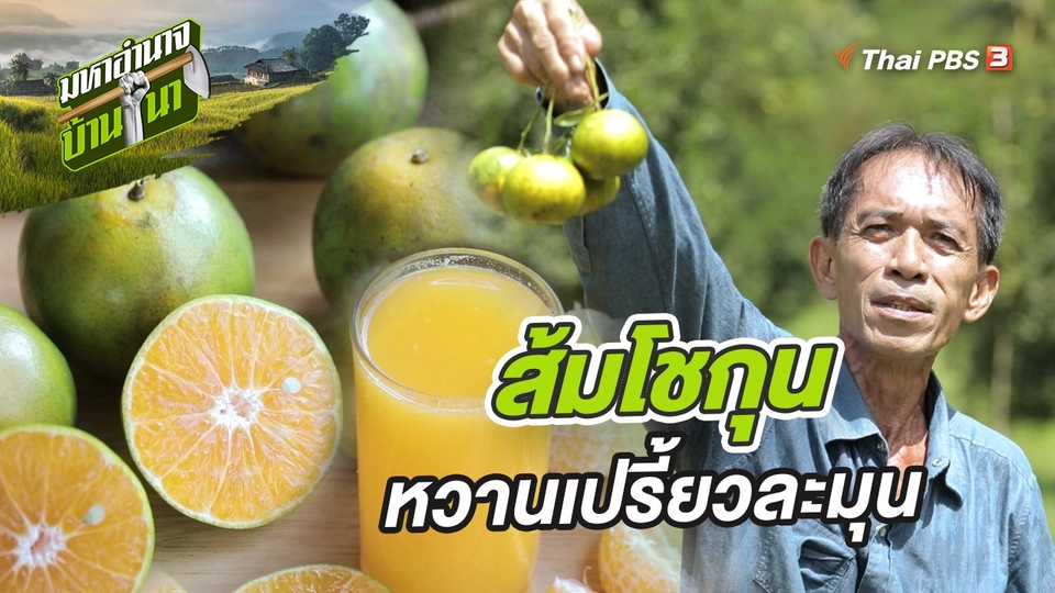 ส้มโชกุน หวานเปรี้ยวละมุน คุณต้องลอง
