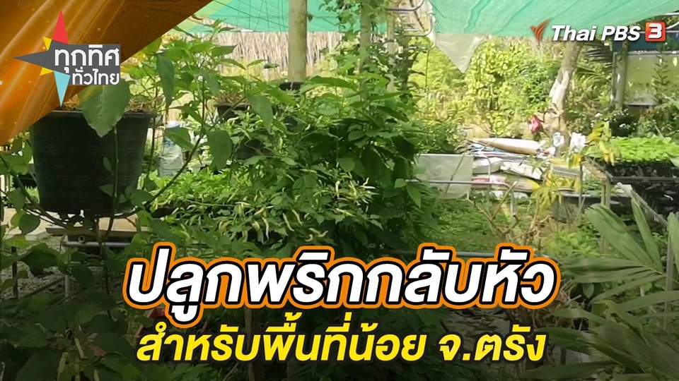 ปลูกพริกกลับหัวสำหรับพื้นที่น้อย จ.ตรัง