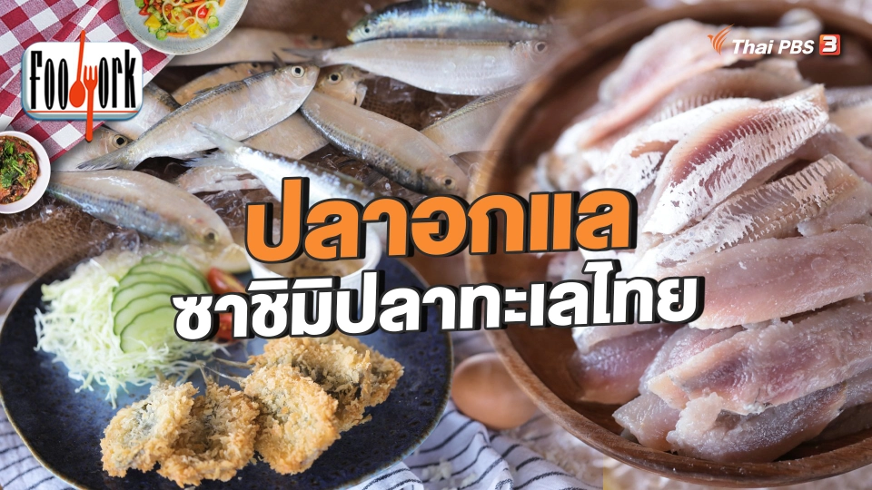 ปลาอกแล ซาชิมิปลาทะเลไทย ของดีเมืองเพชร