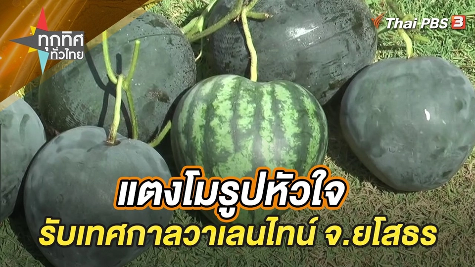 แตงโมรูปหัวใจรับเทศกาลวาเลนไทน์ จ.ยโสธร