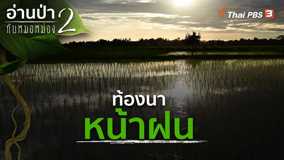 ท้องนาหน้าฝน