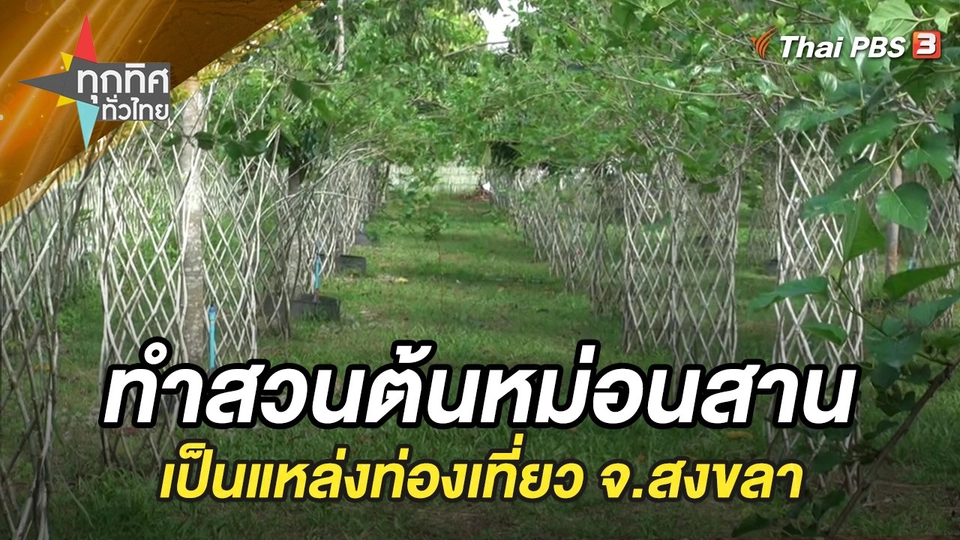 ทำสวนต้นหม่อนสานเป็นแหล่งท่องเที่ยว จ.สงขลา