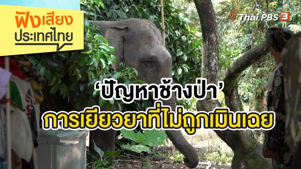 ‘ปัญหาช้างป่า’ การเยียวยาที่ไม่ถูกเมินเฉย
