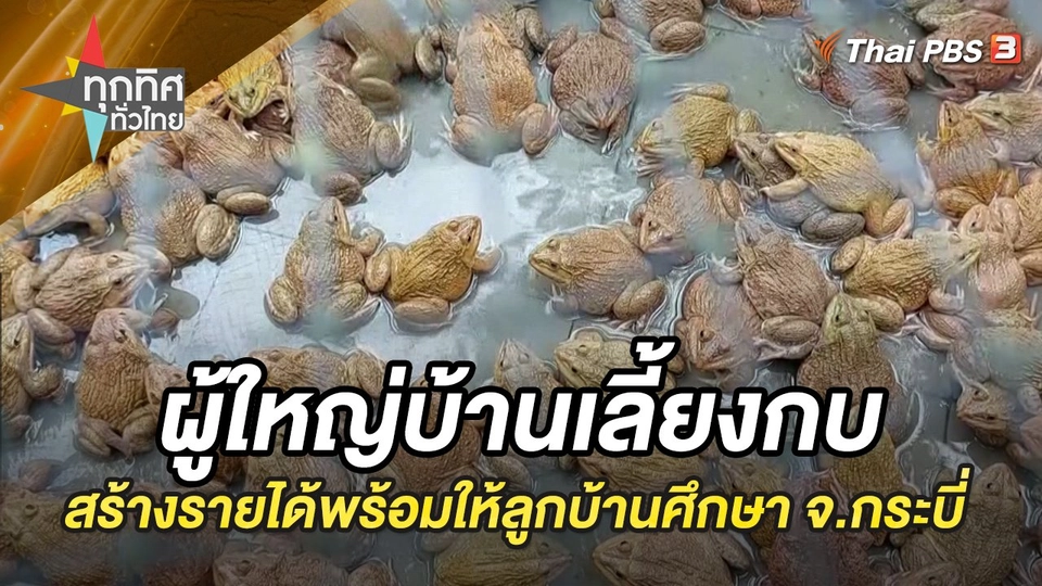 ผู้ใหญ่บ้านเลี้ยงกบสร้างรายได้พร้อมให้ลูกบ้านศึกษา จ.กระบี่