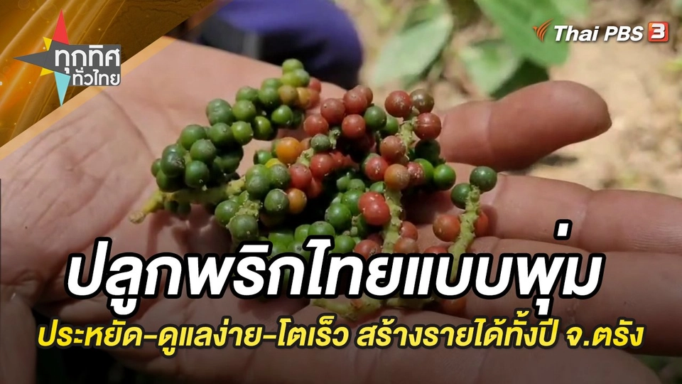 ปลูกพริกไทยแบบพุ่ม ประหยัด-ดูแลง่าย-โตเร็ว สร้างรายได้ทั้งปี จ.ตรัง