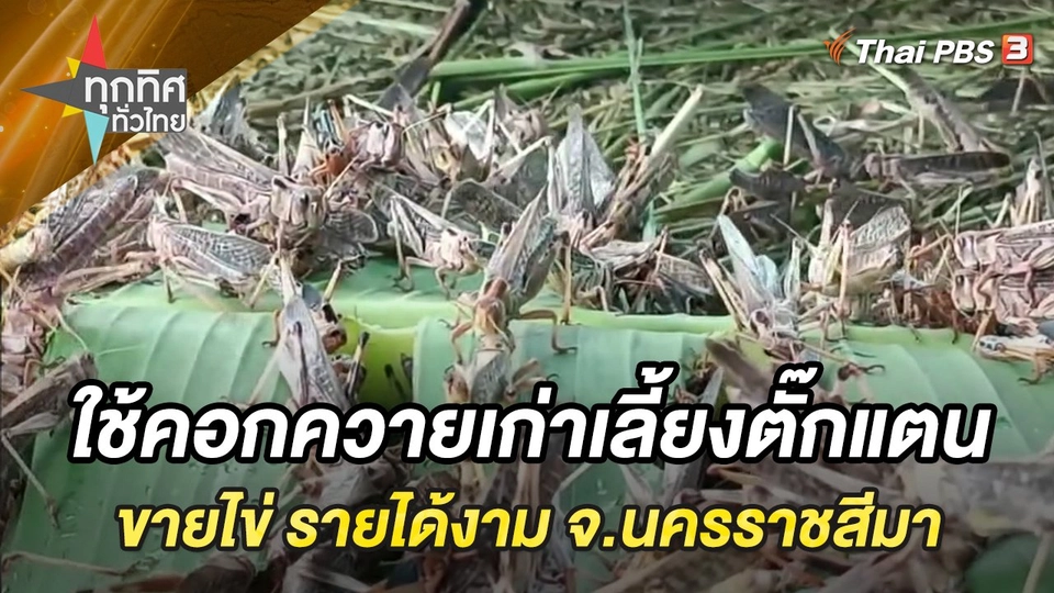 ใช้คอกควายเก่าเลี้ยงตั๊กแตนขายไข่ รายได้งาม จ.นครราชสีมา