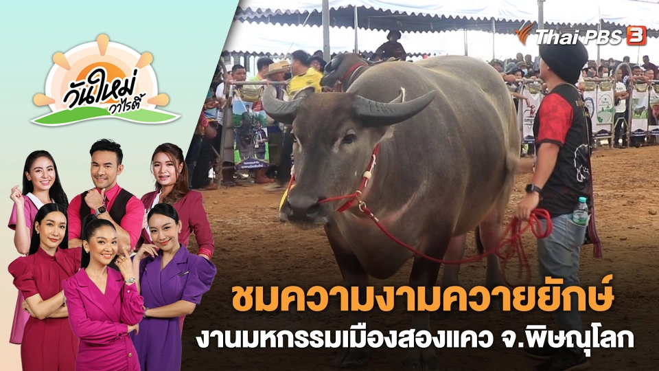 ชมความงามควายยักษ์งานมหกรรมเมืองสองแคว จ.พิษณุโลก | วันใหม่วาไรตี้ | 23 พ.ค. 66