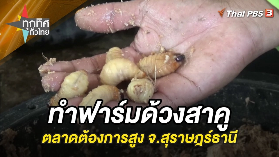 ทำฟาร์มด้วงสาคู ตลาดต้องการสูงกิจการโตเร็วใน 9 เดือน จ.สุราษฎร์ธานี