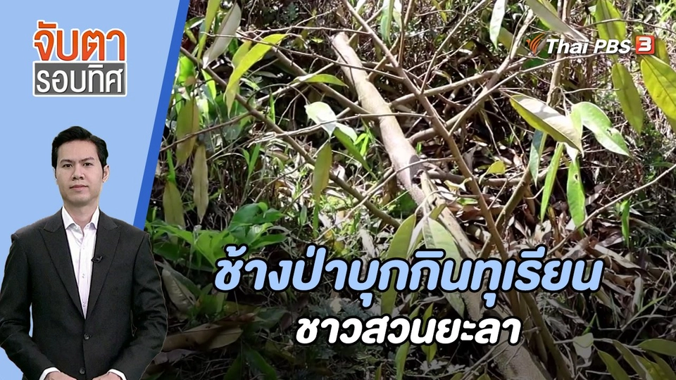 ​ช้างป่าบุกกินทุเรียนชาวสวนยะลา | 8 ส.ค. 66