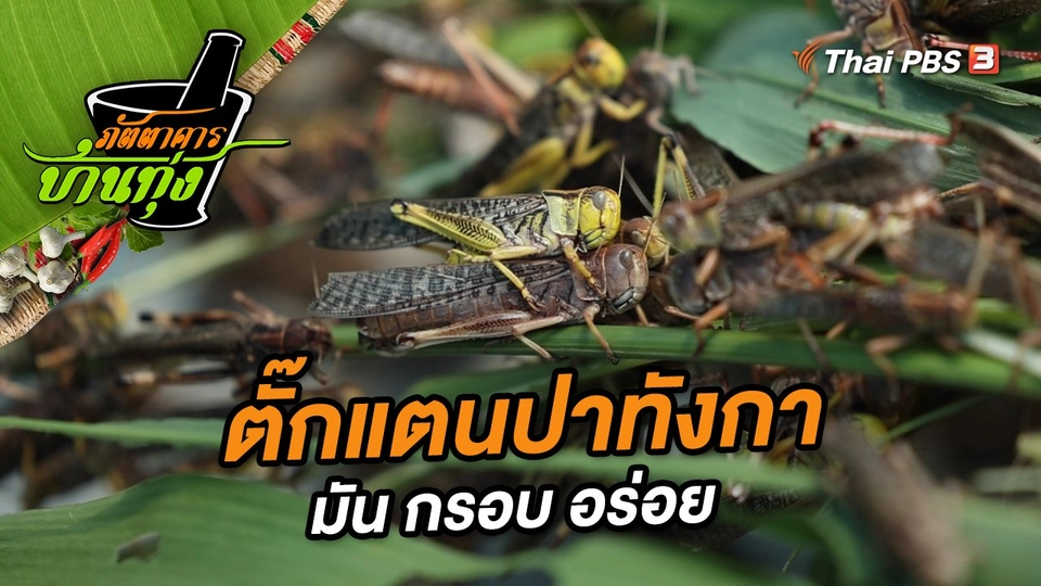 ตั๊กแตนปาทังกา