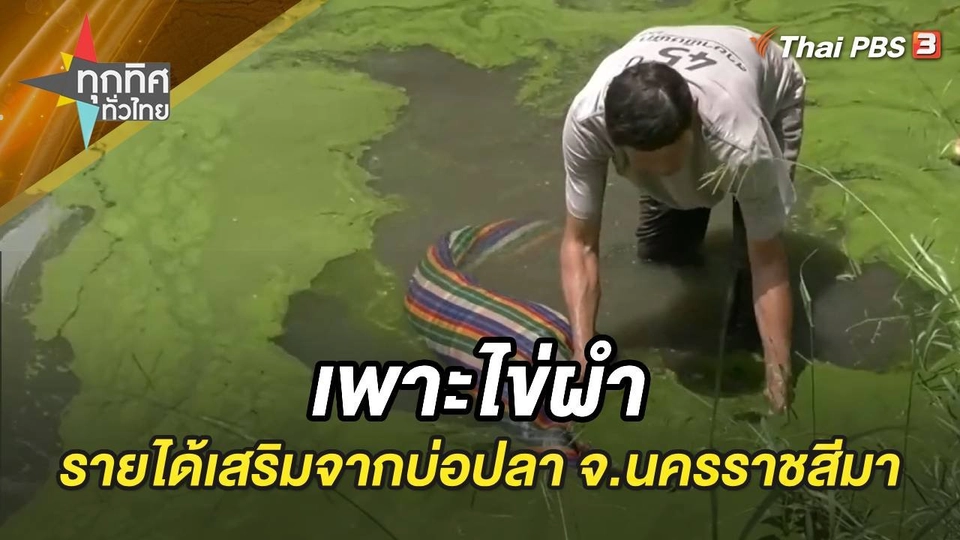 เพาะไข่ผำต่อยอดจากบ่อเลี้ยงปลา ทำเงินเดือนละหมื่น จ.นครราชสีมา