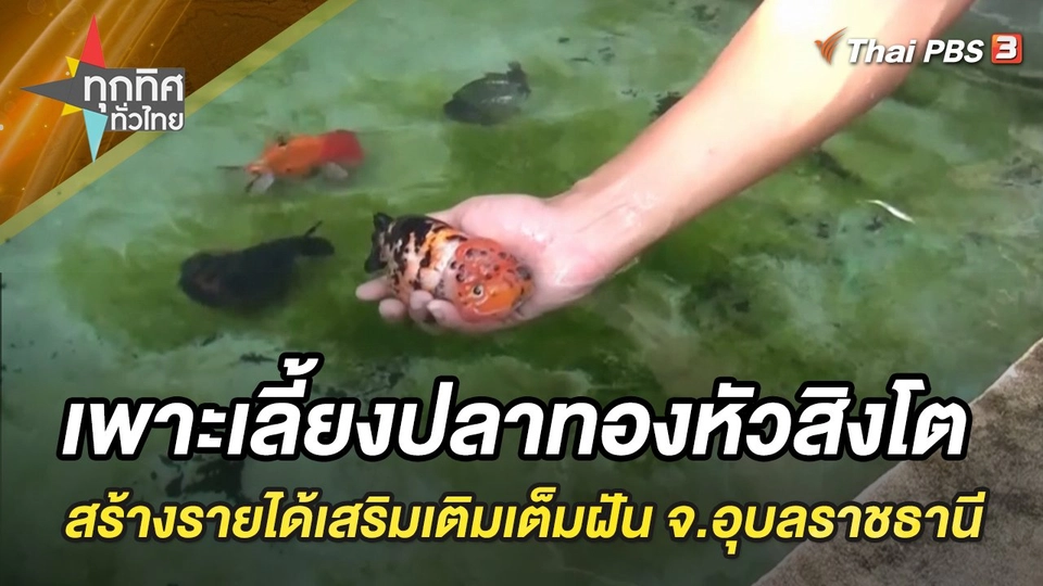 เพาะเลี้ยงปลาทองหัวสิงโต สร้างรายได้เสริมเติมเต็มความฝัน จ.อุบลราชธานี