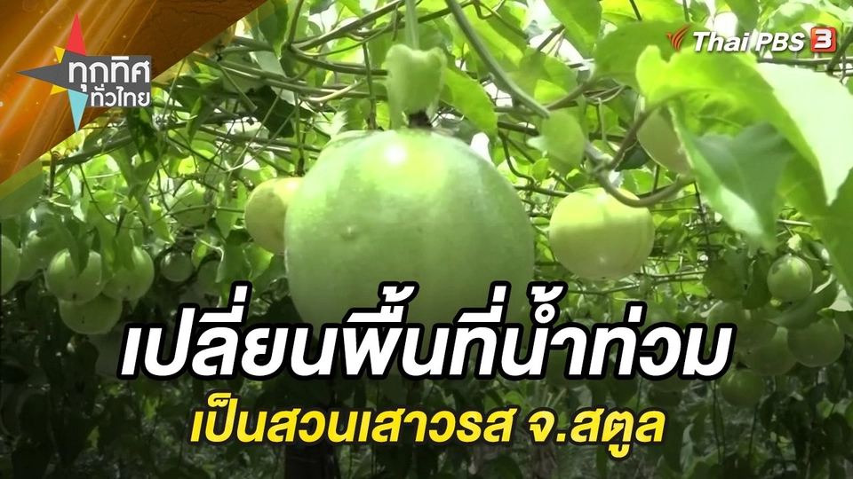 เปลี่ยนพื้นที่น้ำท่วมเป็นสวนเสาวรส จ.สตูล