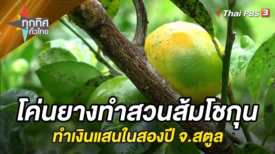 โค่นยางทำสวนส้มโชกุน ทำเงินแสนในสองปี จ.สตูล