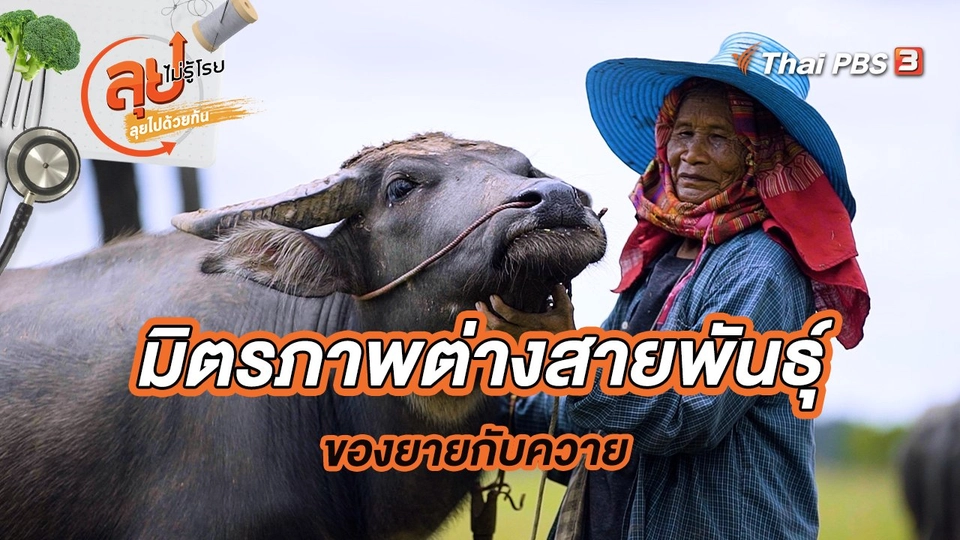 มิตรภาพต่างสายพันธุ์ของยายกับควาย
