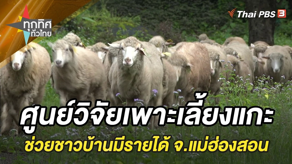 ศูนย์วิจัยเพาะเลี้ยงแกะขนยาว สร้างเครือข่ายให้ชาวบ้านมีรายได้ จ.แม่ฮ่องสอน