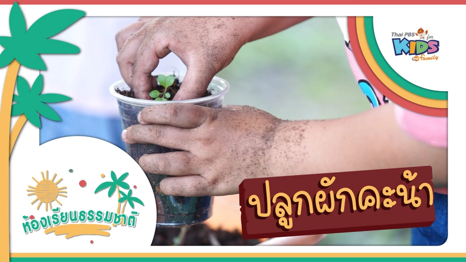 ปลูกผักคะน้า