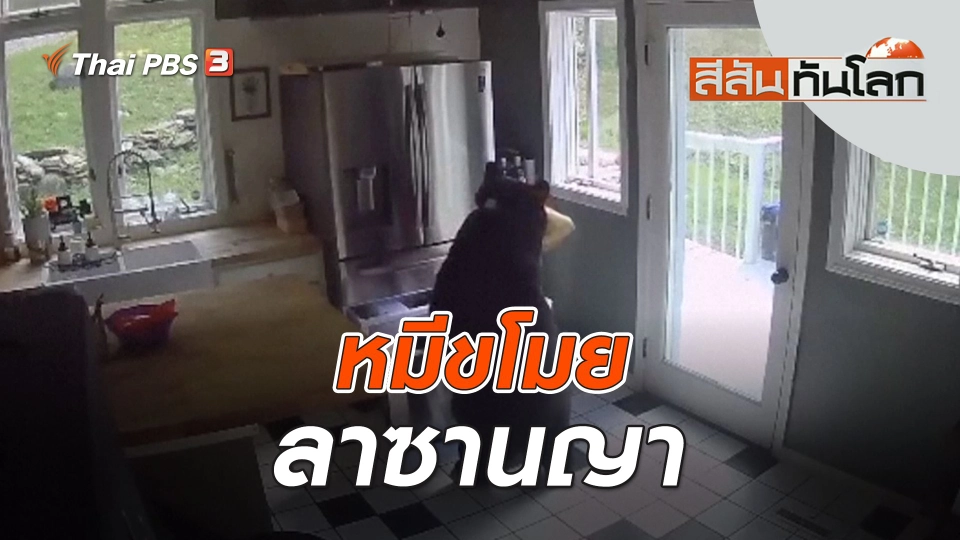 หมีขโมยลาซานญา | สีสันทันโลก | 22 ต.ค. 66