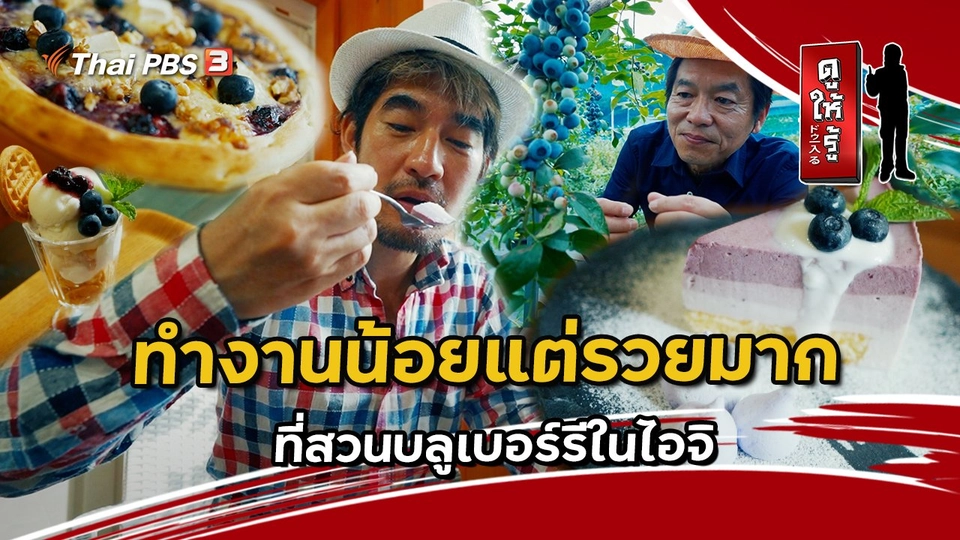 ทำงานน้อยแต่รวยมาก ที่สวนบลูเบอร์รีในไอจิ